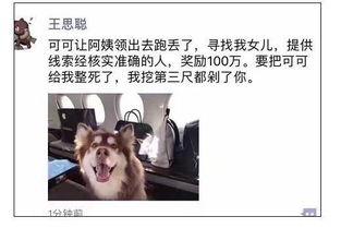 娱乐吃瓜酱救狗还是救人
